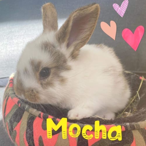 Mocha