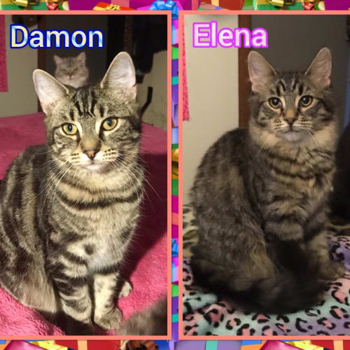 Damon And Elena Vamp