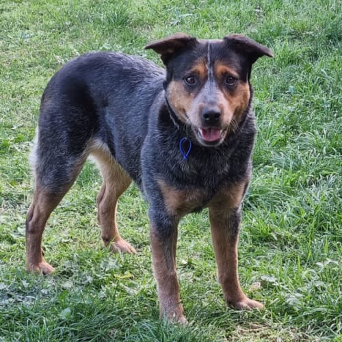 Molly ~ 2yo Blue Cattle Dog (On Trial 31/10/21)