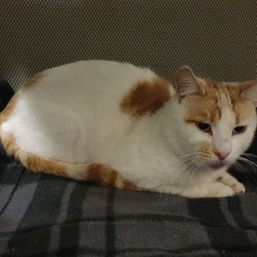 Gingerbread