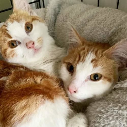 Archy and Amber 🧡🧡