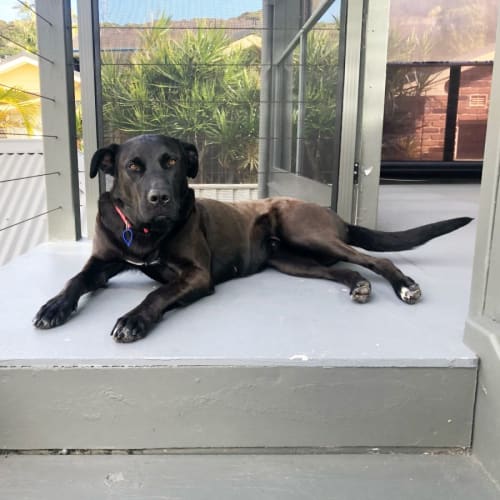 Lexi ~ 3yr Old Mastiff X(on trial 13/1/22)