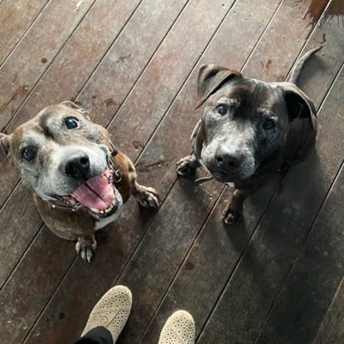Lily & Nate ~ Bonded Staffy Pair (On Trial 2/10/21
