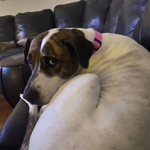 Penny 