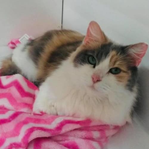 Lexi - Located in Preston