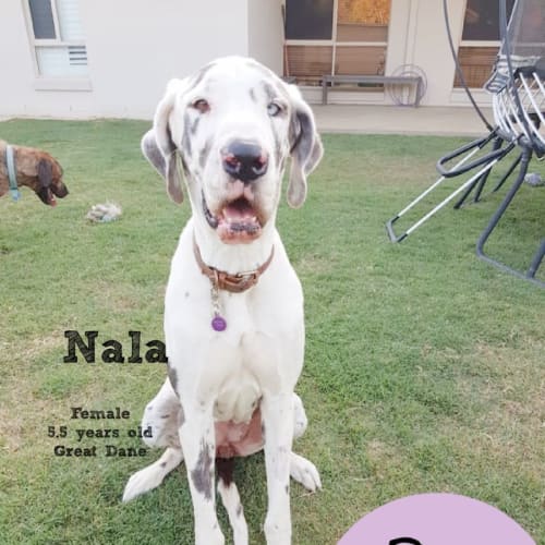 Nala