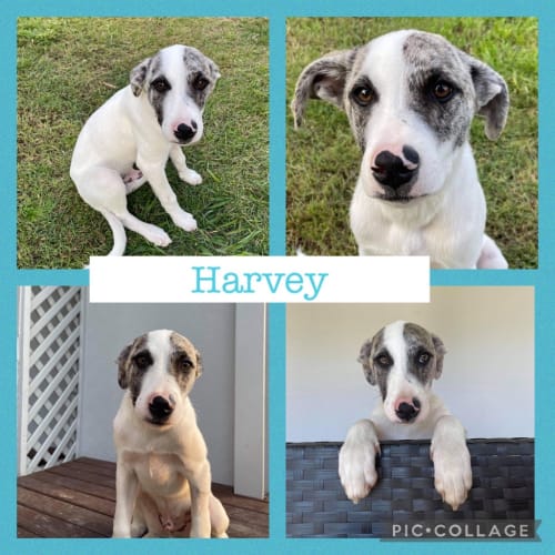 Harvey