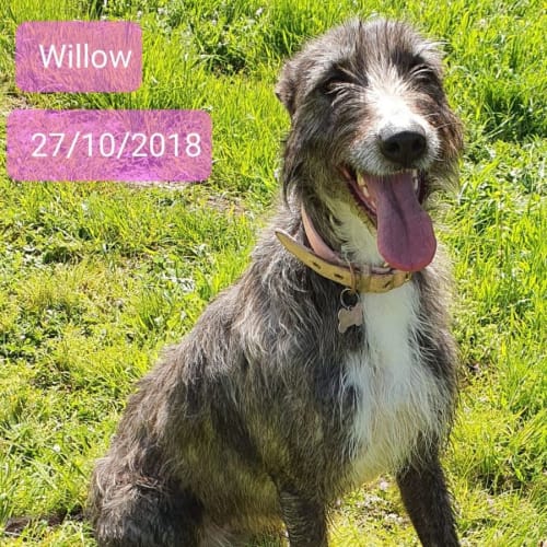 Willow