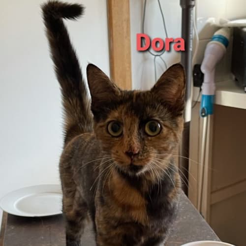 Dora