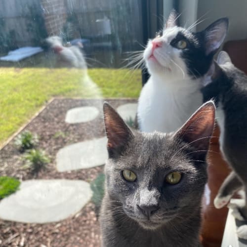 Squirrel & Skunk: Opposites Attract!