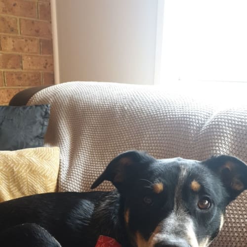 Skipper