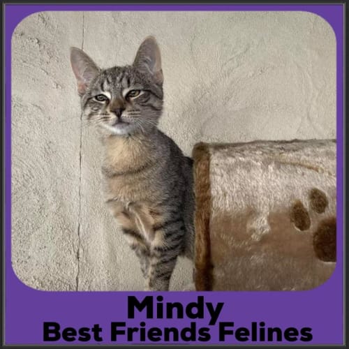 Mindy 