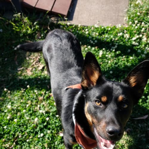 Billie ~ 9mo Kelpie X Cattle Dog(On Trial 20/09/21