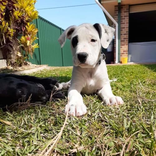 Bindi
