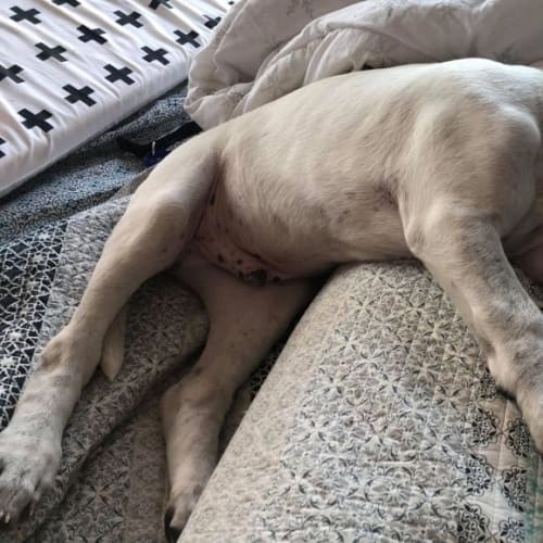 Oliver ~ Bull Arab X Puppy(On Trial 18/09/21)