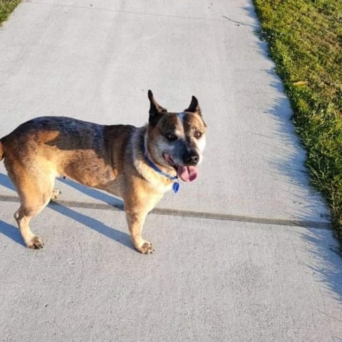 Tiddles ~ 6yr Old Cattle Dog X(On Trial 17/10/21)
