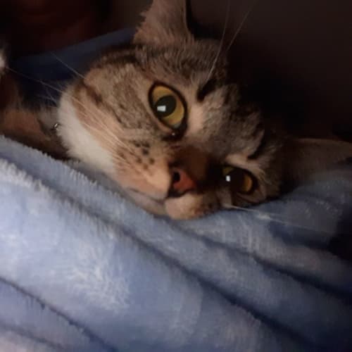 Willow