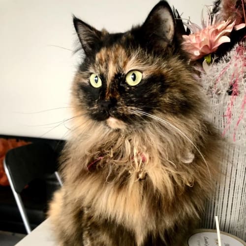 Coco Chanel