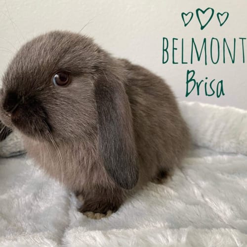 Belmont Brisa