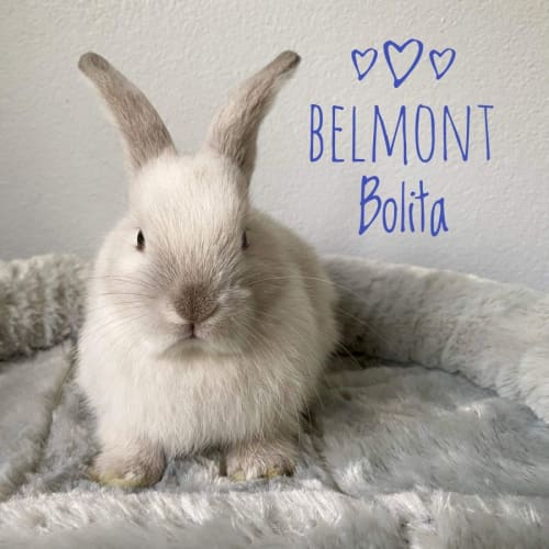 Belmont Bolita