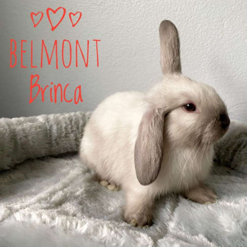 Belmont Brinca