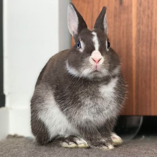 Sir Henry Heppington Bunsworthy