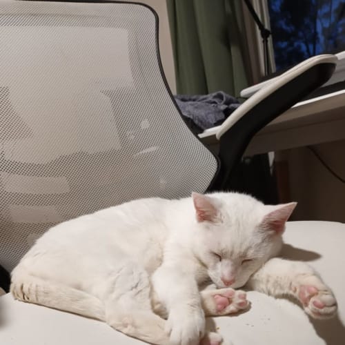 Snowball