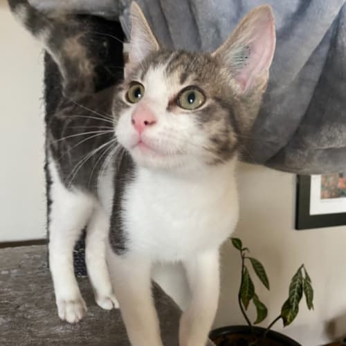 Otto **2nd Chance Cat Rescue**