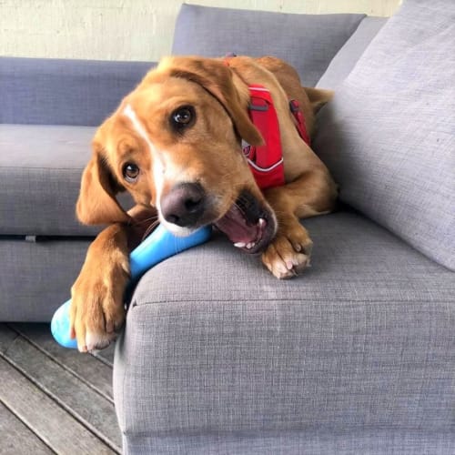 Benji