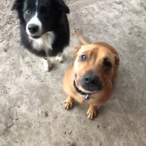 Lilo
