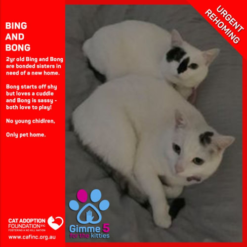 Bing and Bong