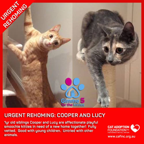 Cooper and Lucy