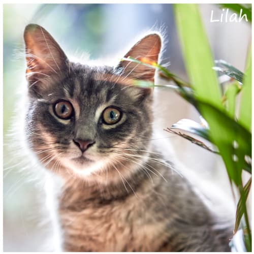 Lilah