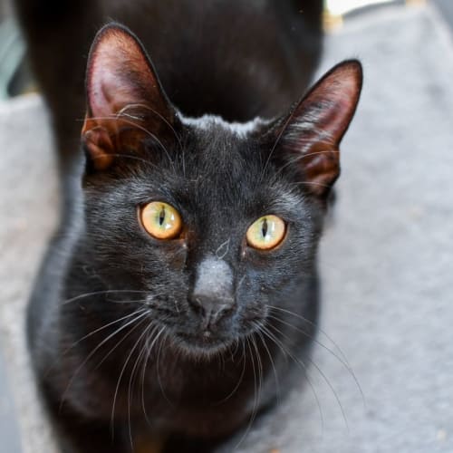 Crystal 