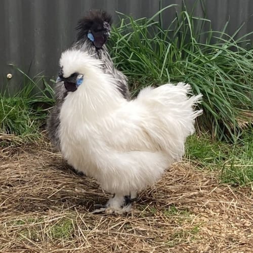 Elvis
