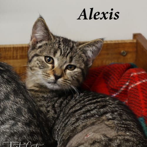 Alexis