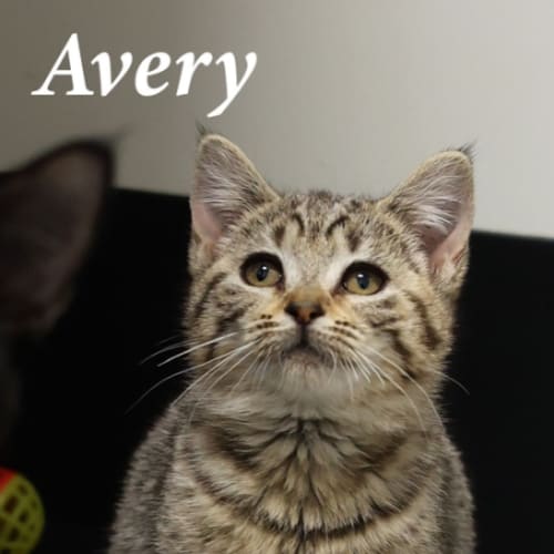 Avery