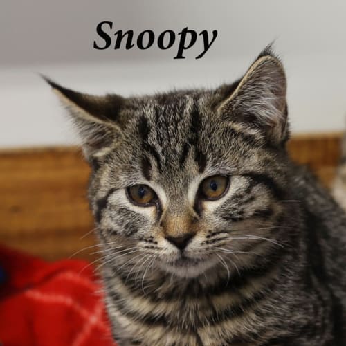 Snoopy