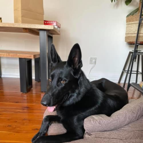 Luna ~ 2yr Old GSD (on trial 26/9/21)