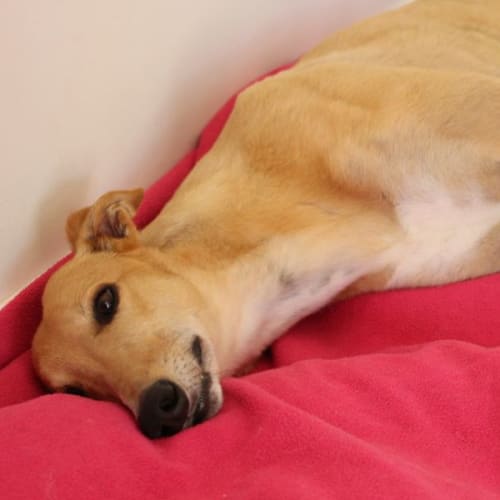Ninn ~ 3yr Old Greyhound(Rev Apps 16/10/21)