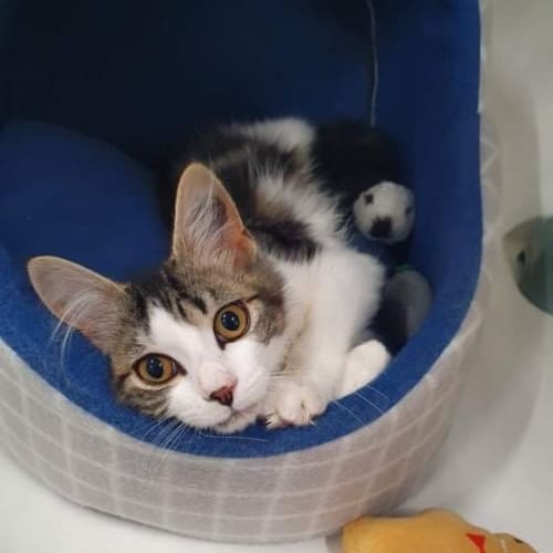 Mia