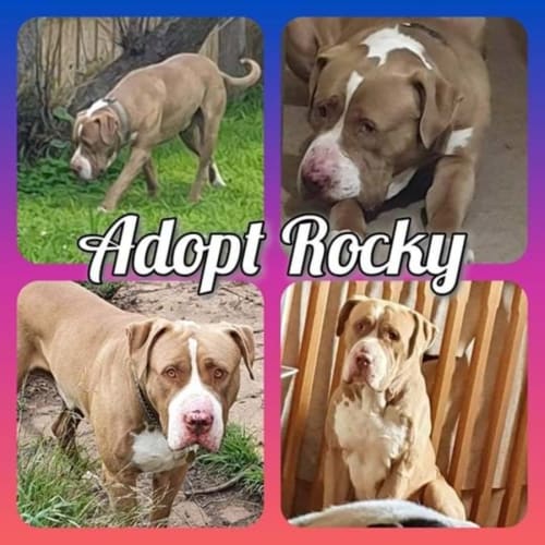 No photo for Rocky 