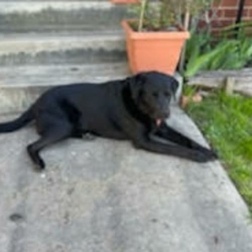 Angus