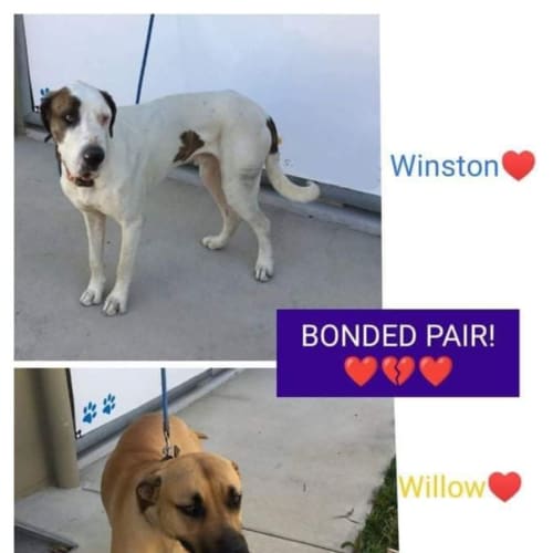 Willow