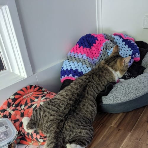 Simba - 1 year old male cat (pending adopt)
