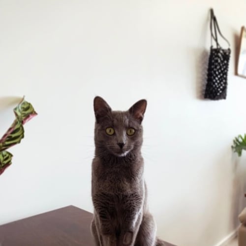 Mia - 6 month old (on trial 29/09/2021)