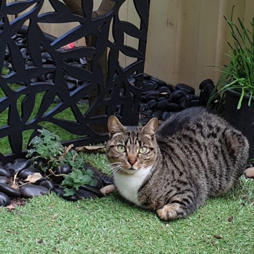 Lexie - Located in Braybrook