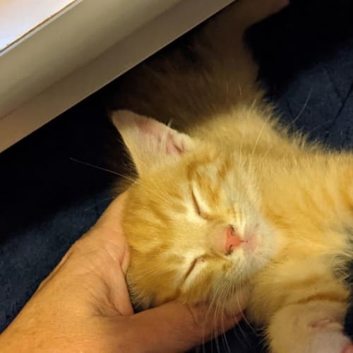 Cheeto
