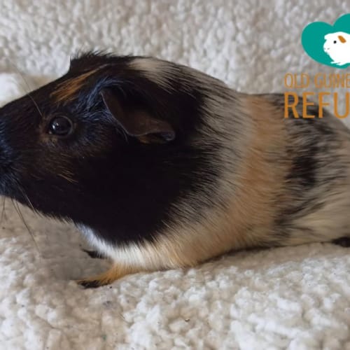 Snickers (desexed male)