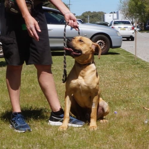 Cooper